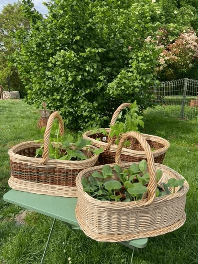 Panier ovale fond plat