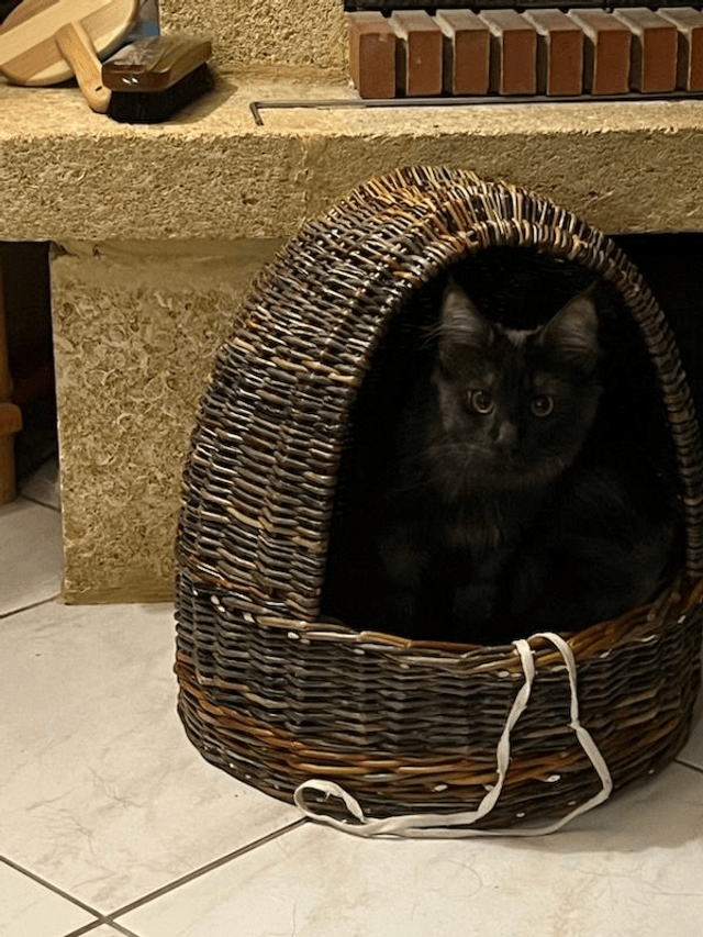 Panier à chat 